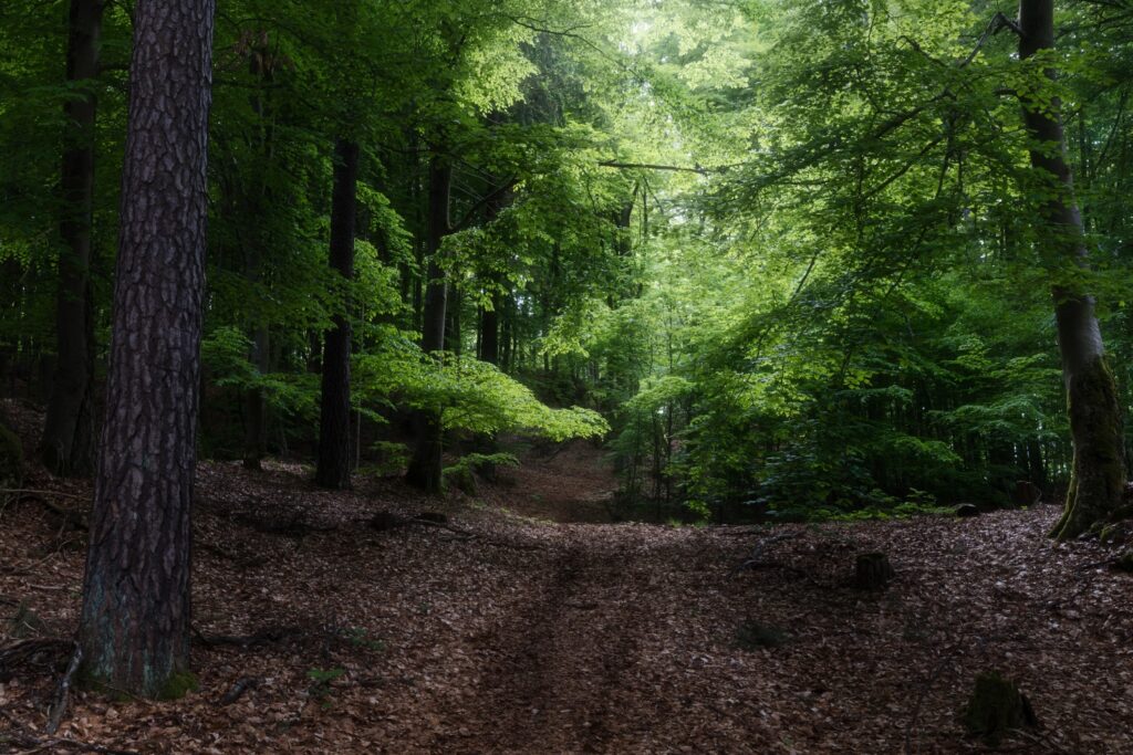 Waldweg im grünen Laubwald, Sonnenlicht fällt durchs Blätterdach, Bäume, Moos und Laub bedecken den Boden.