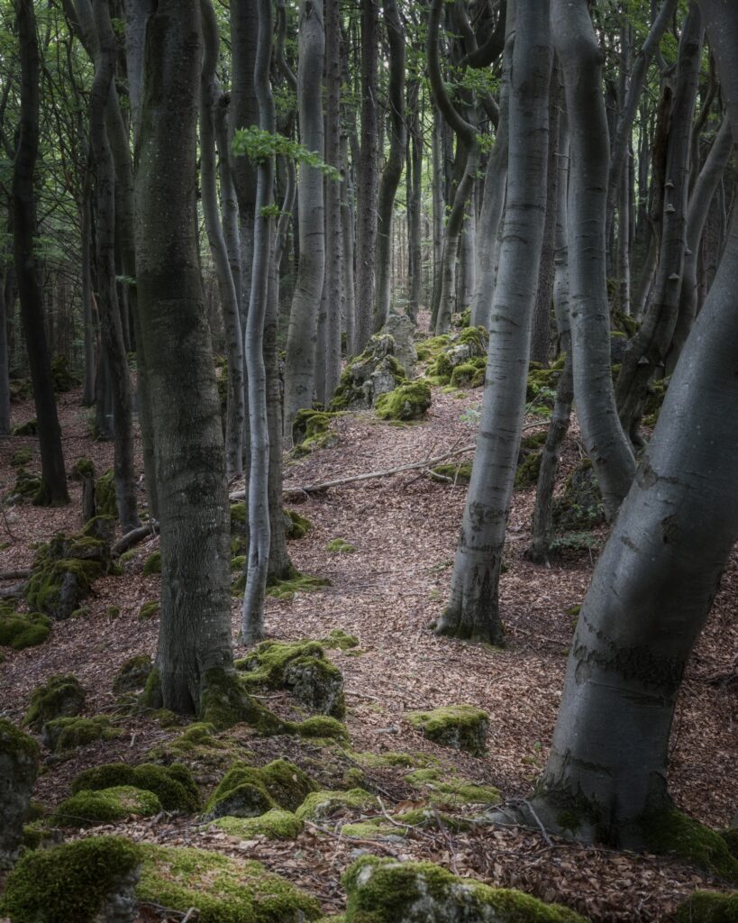Schmaler Pfad durch dichten Buchenwald mit grauen Stämmen und moosbedeckten Felsen.