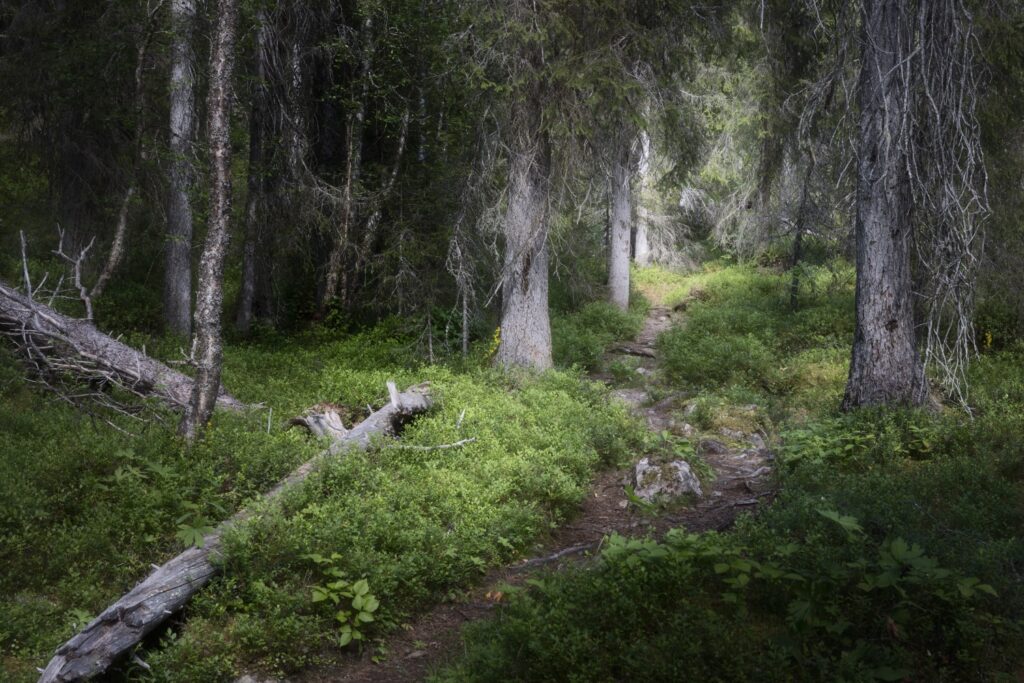 Waldpfad durch dichten Nadelwald, moosiger Boden, umgestürzte Stämme und felsiger Weg, Licht am Ende im Hintergrund.