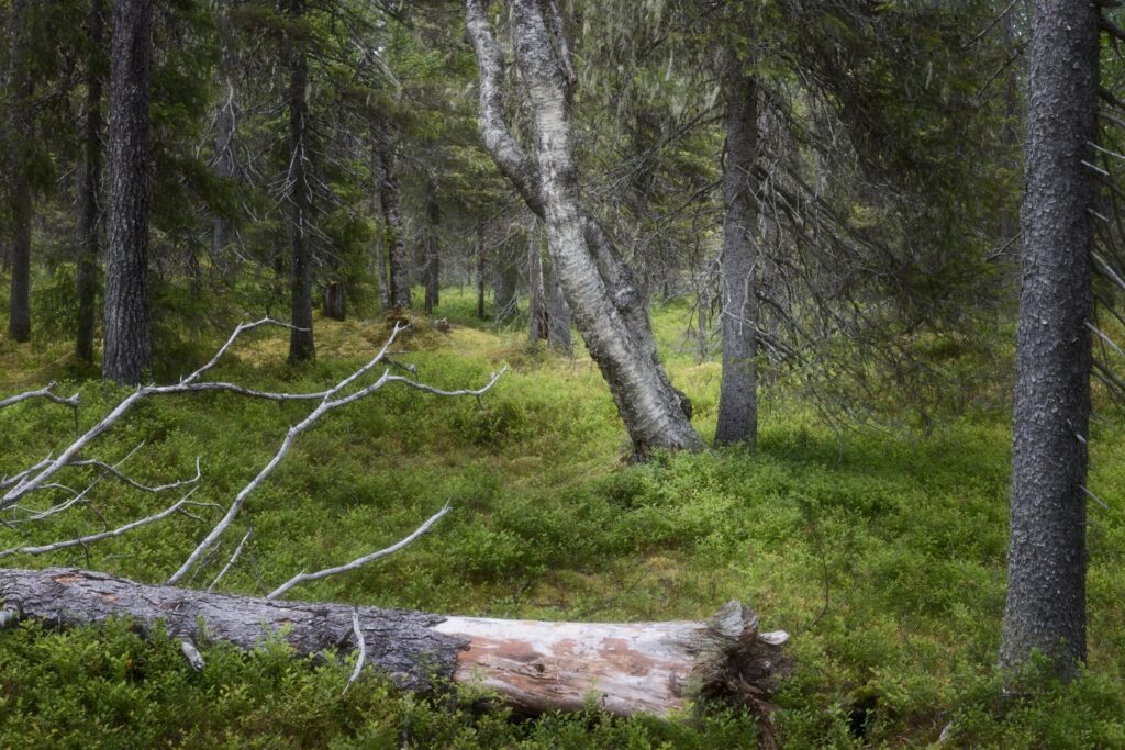 Waldlandschaft mit schräg stehender Birke, grünem Moosboden und einem umgestürzten Baumstamm im Vordergrund.