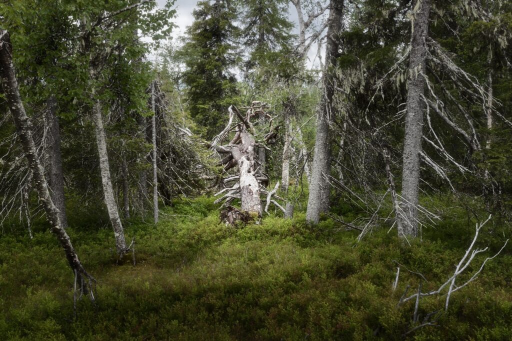 Waldlandschaft mit umgestürztem Totholzbaum im Zentrum, umgeben von Nadelwald und moosigem Boden.
