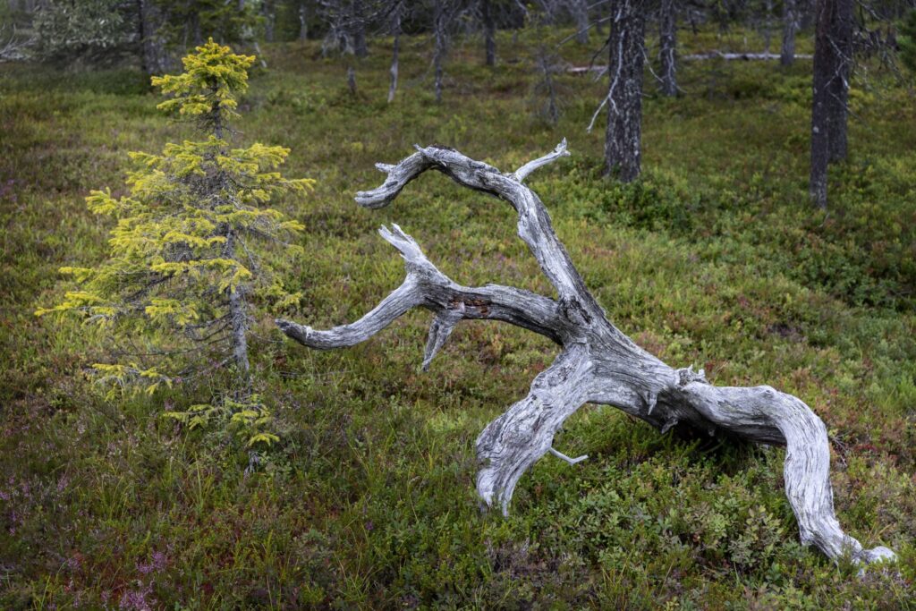 Verwitterter, krummer Baumstamm im Wald, moosiger Boden, kleiner gelbgrüner Baum links – eine ruhige Waldlandschaft.