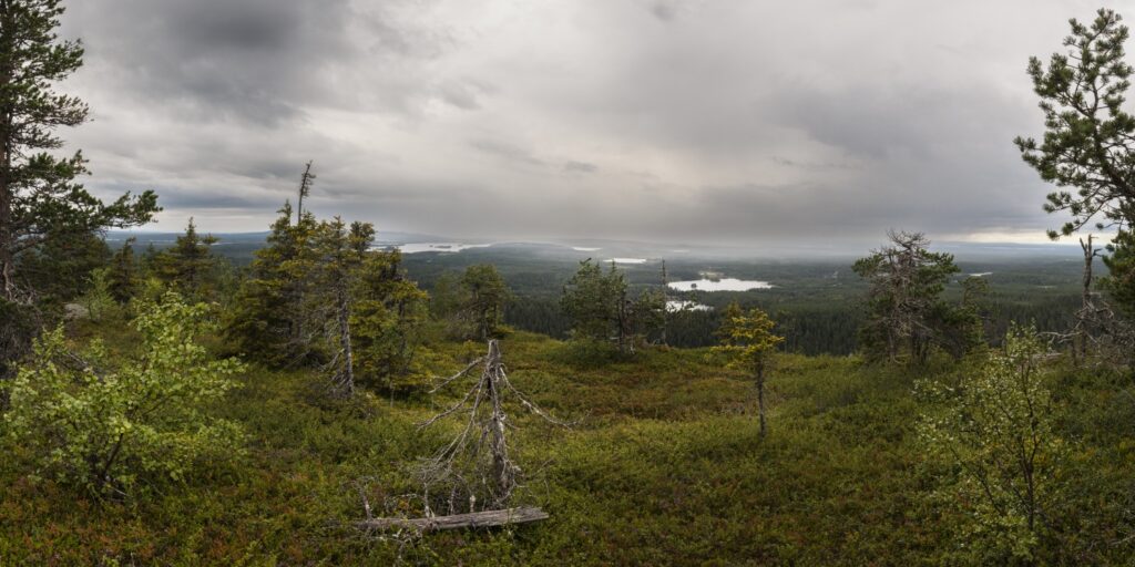 Panoramablick über grüne Waldlandschaft mit Moorboden, verstreuten Bäumen und entfernten Seen unter grauem Himmel.