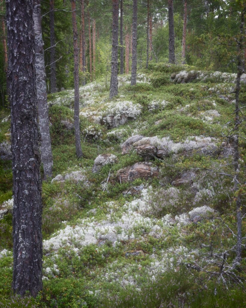 Nadelwald mit moosbedecktem Boden und weißen Flechten, felsige Abschnitte im Hintergrund.