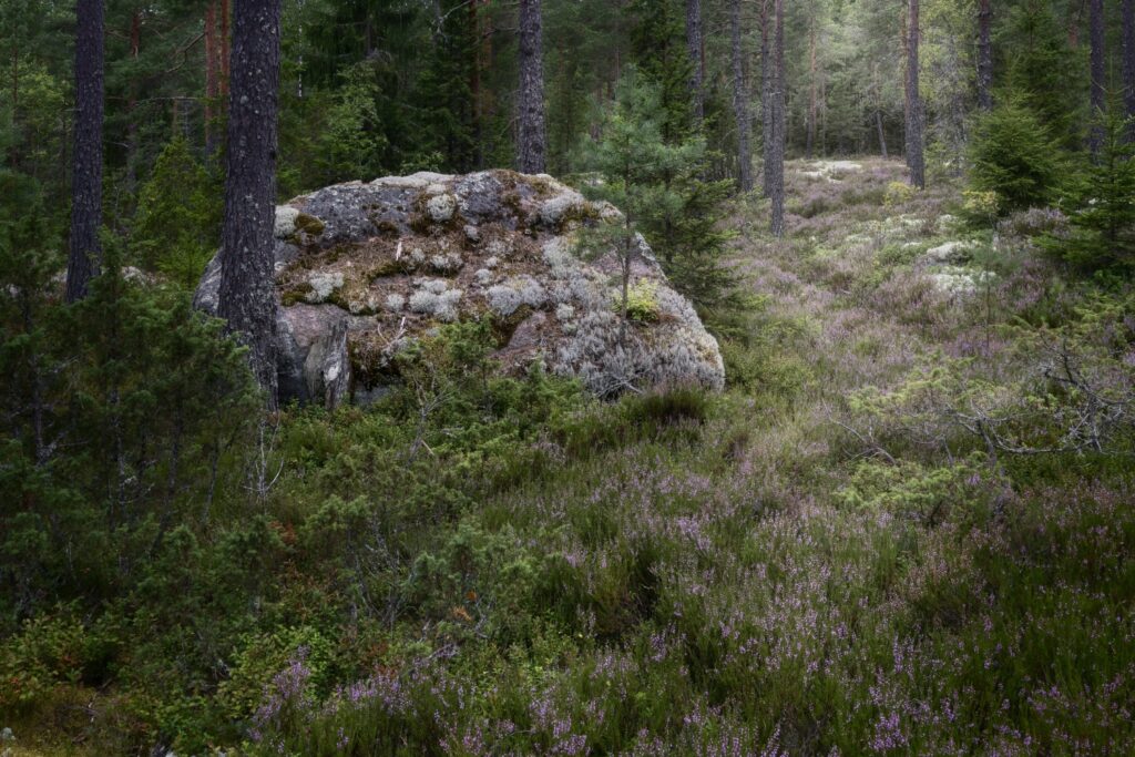 Großer moosbedeckter Felsen im Wald, von Kiefern umgeben, mit violettem Heidekraut im Vordergrund.